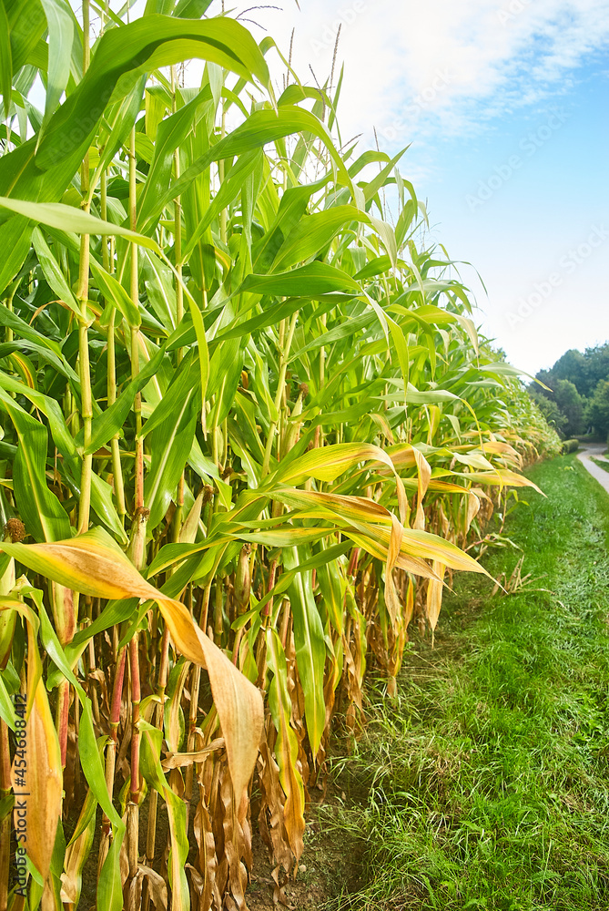 Obraz premium maisernte