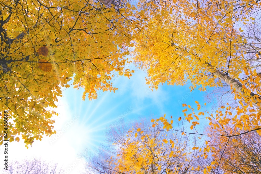 Fototapeta premium autumn leaves in the sun