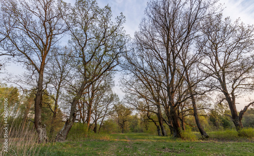 Picturesque landscape spring evening. The sun's rays illuminate the young greenery. Early spring in an oak grove.