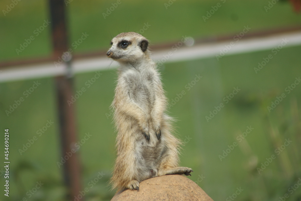 Fototapeta premium SONY DSC