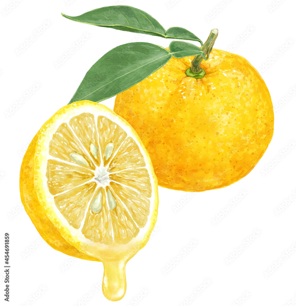 きれいな葉付き柚子と果汁のイラスト Stock Illustration Adobe Stock