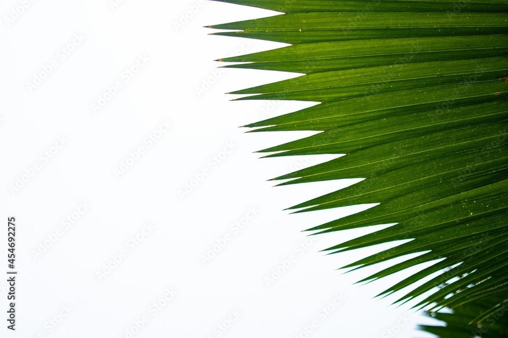 Fototapeta premium palm leaf white background