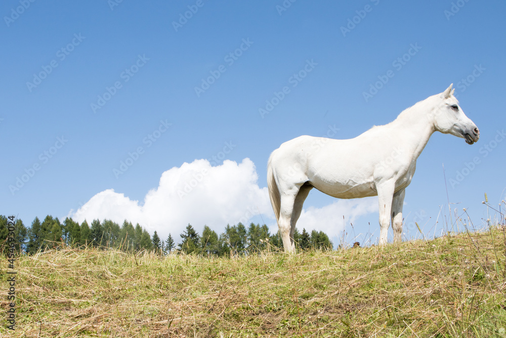 Obraz premium August 21, 2021: white horse posing on the meadows near the dolomites, Italy