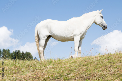 August 21  2021  white horse posing on the meadows near the dolomites  Italy