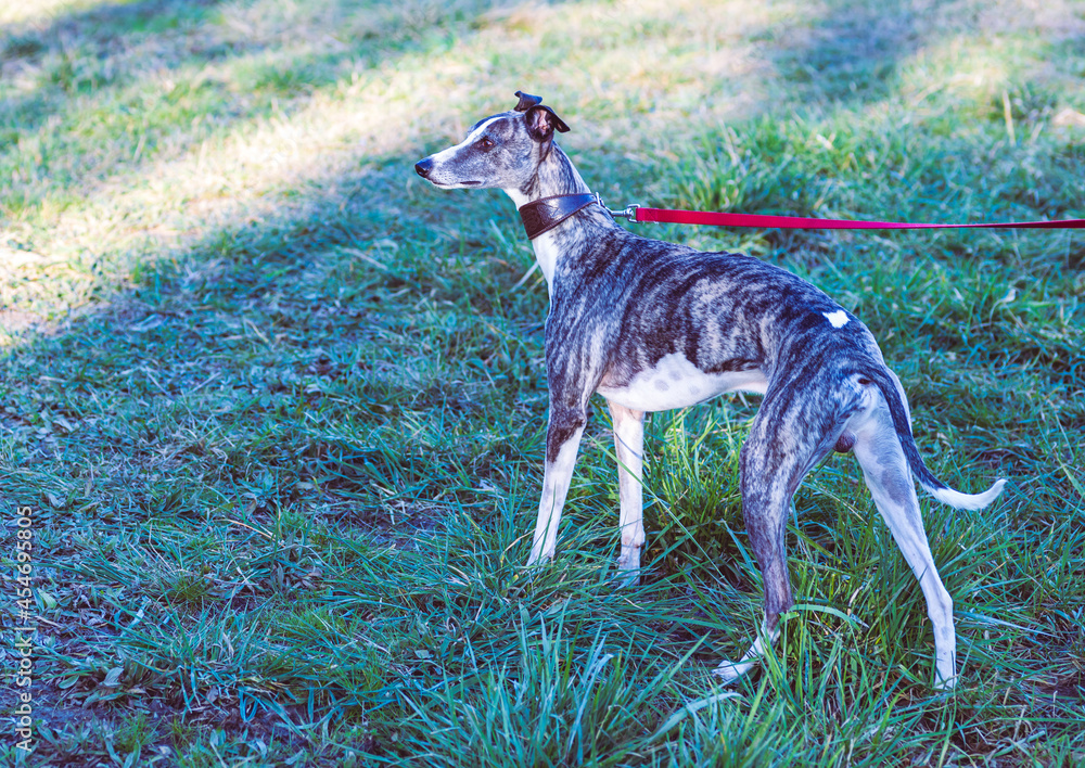 brindle whippet dog on a lead in a park brindle whippet dog on a lead in a park