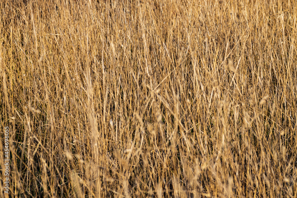 yellow dry grass texture or background. field of golden grass yellow dry grass texture or background. field of golden grass