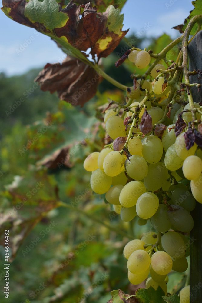 Landscape with green vineyards.Green grapes. Kishmish . Landscape with green vineyards.Green grapes. Kishmish .