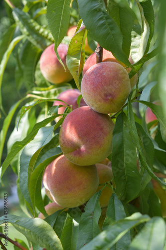 Ripe peaches on a branch with leaves.