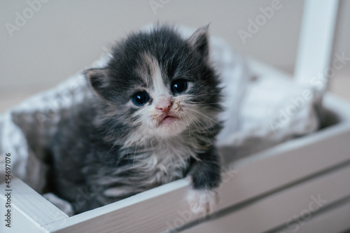 Cute little gray and white kitten sits in wooden basket. Lovely pet at home