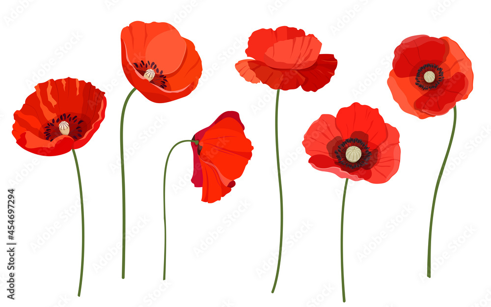 Set of beautiful red poppy flowers. Wildflowers on a white background. Vector illustration  - obrazy, fototapety, plakaty 