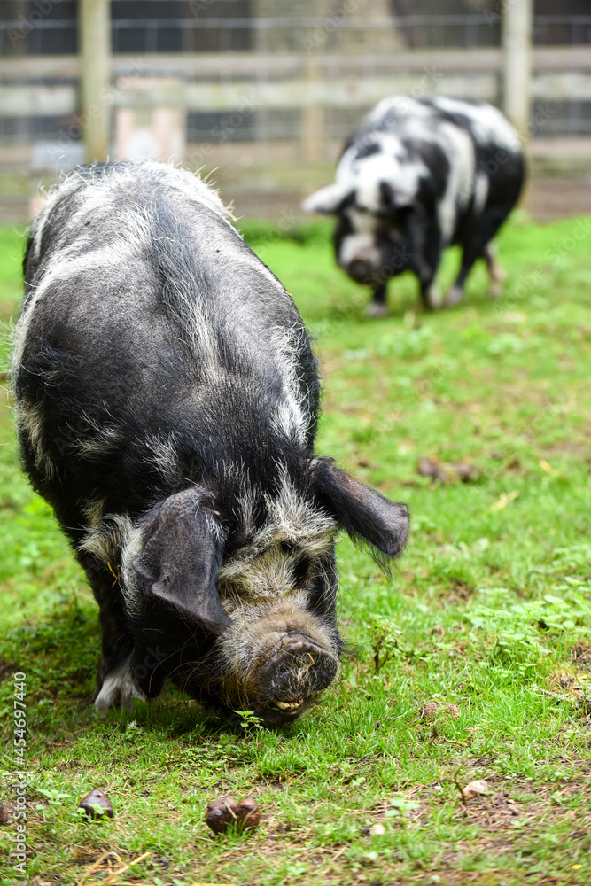 Pig on a farm outside eating and looking to camera Pig on a farm outside eating and looking to camera