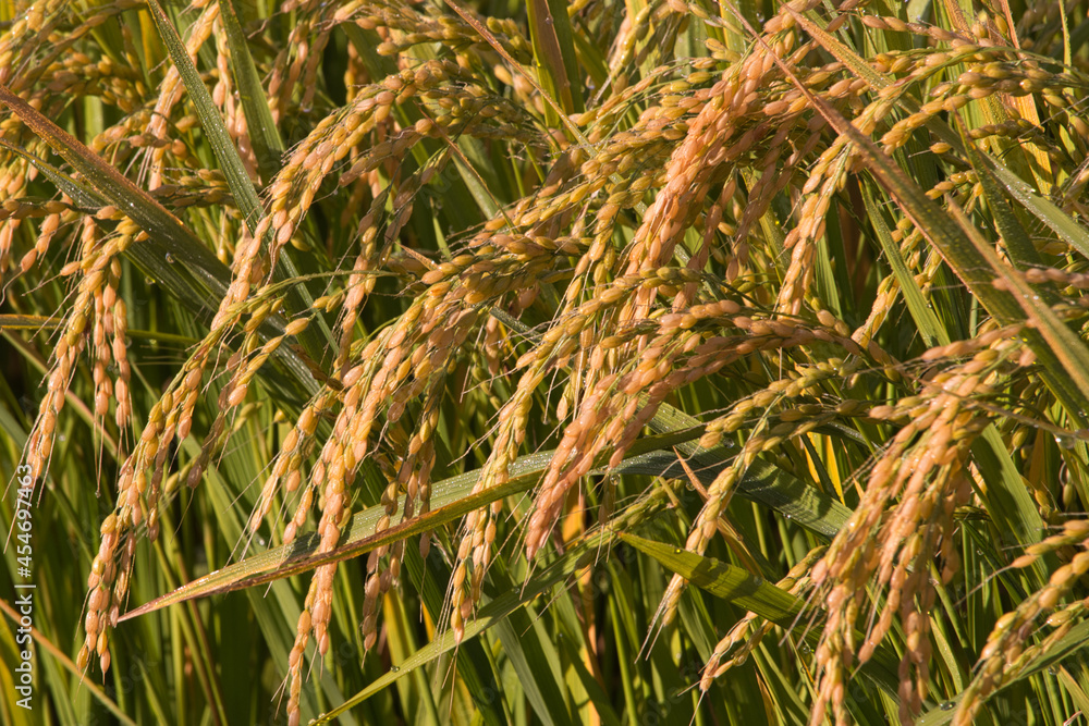 Ripe rice plants glow in the morning sunlight Ripe rice plants glow in the morning sunlight