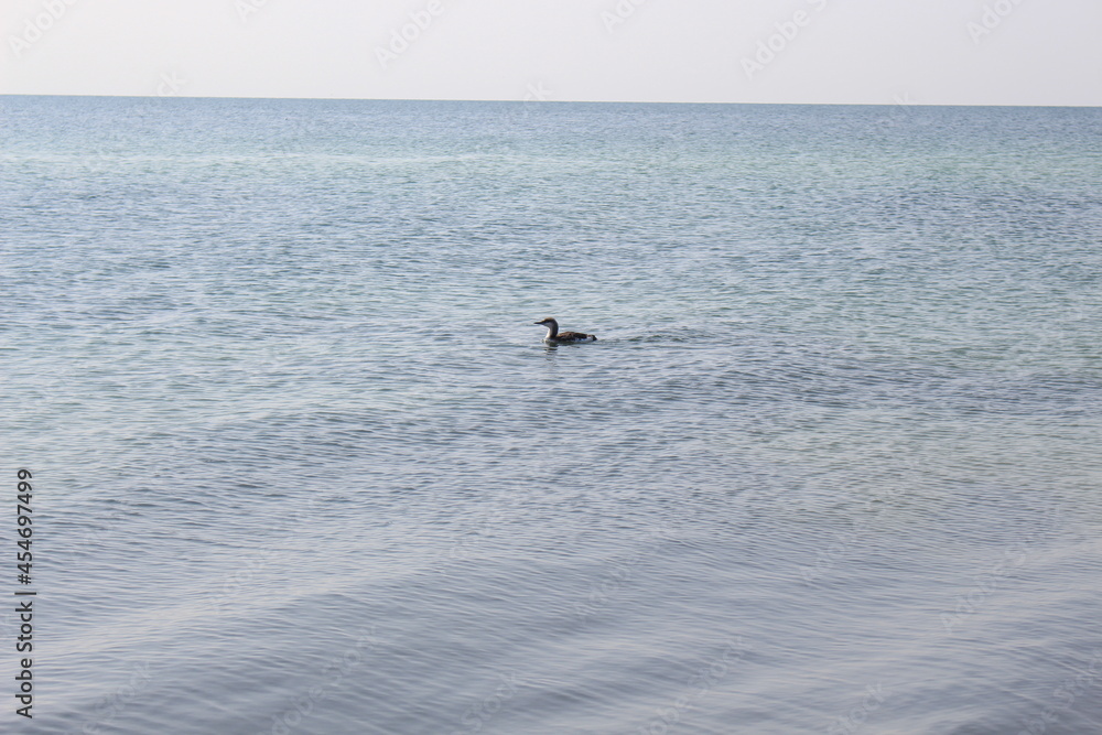 The black cormorant swims on the surface of the sea, looking for fish in the water. He's on the hunt