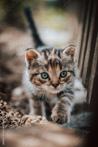 Young explorer with blue eyes, walking around the fence, trying to get to know his new home. Detail of a newborn cat with blue eyes. Little purple devil. Innocence, cuteness photo