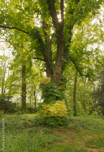 Fototapeta Naklejka Na Ścianę i Meble -  A chestnut tree in spring overgrown with colorful leaves in the form of a dress