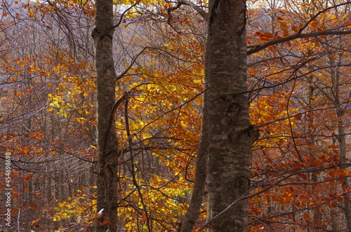 Autumn colors in the forests of Abruzzo Italy