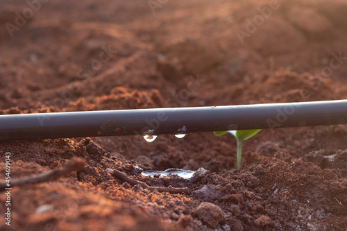 Wallpaper Mural Drip irrigation on nursery Torontodigital.ca