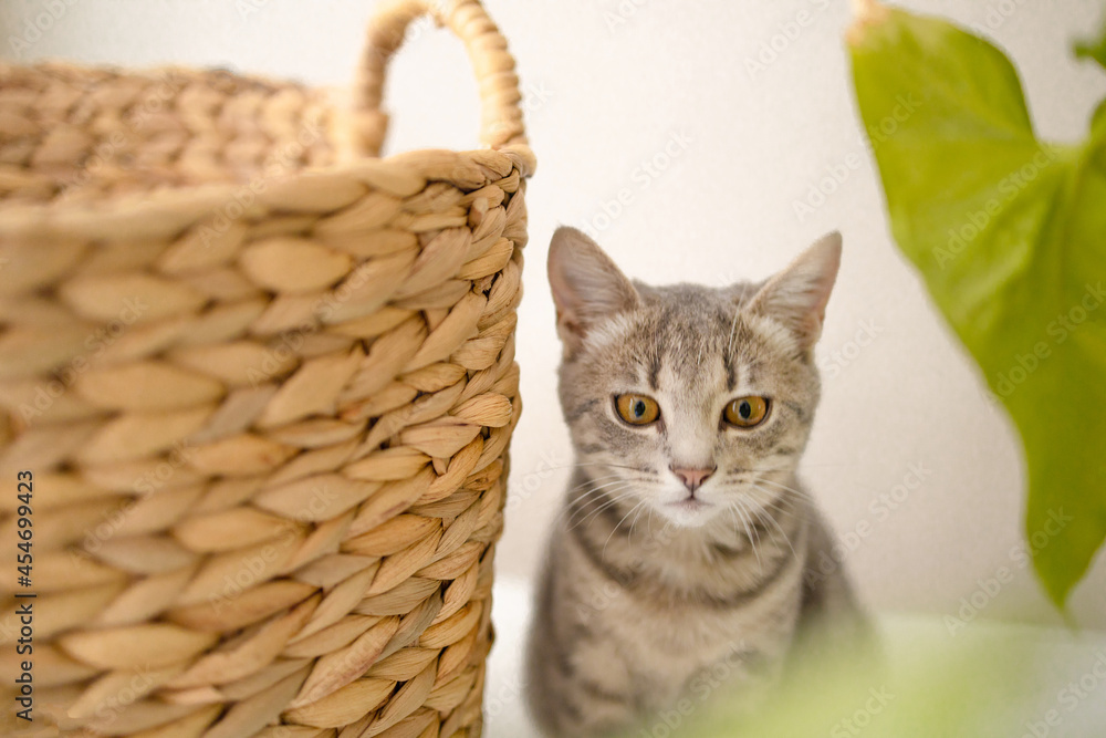 Playful tabby gray kitten sits near a wicker basket