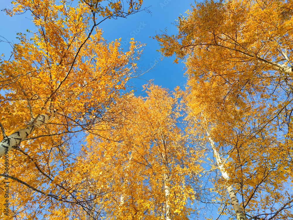 Yellow autumn foliage on trees against blue sky Yellow autumn foliage on trees against blue sky