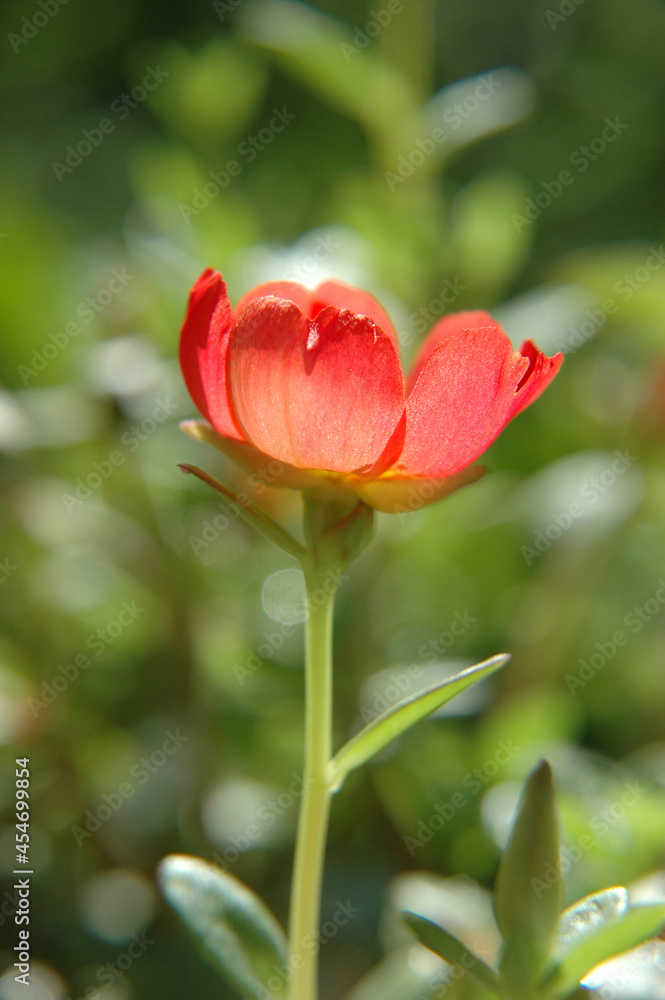 Common Purslane. Small brightly colored flowers. to sunlight Translucency of the Old Rose color.so beautiul