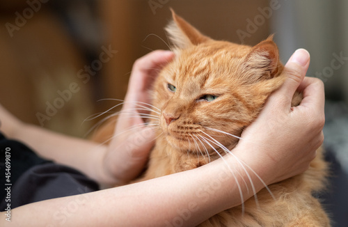 猫と過ごす 茶トラ猫