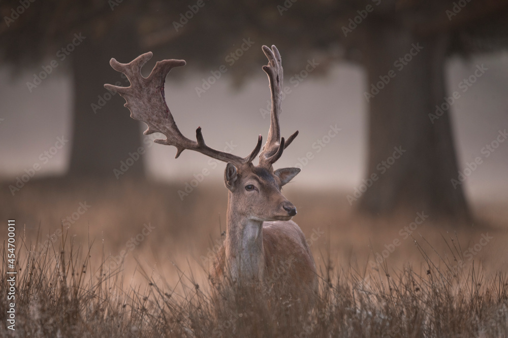 Naklejka premium Fallow deer buck