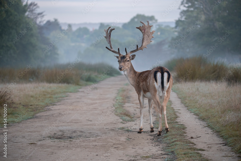 Fallow deer buck