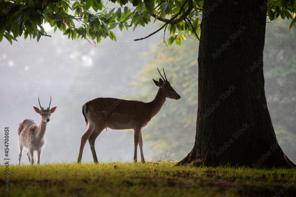 Fallow deer buck