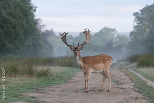 Fallow deer buck photo