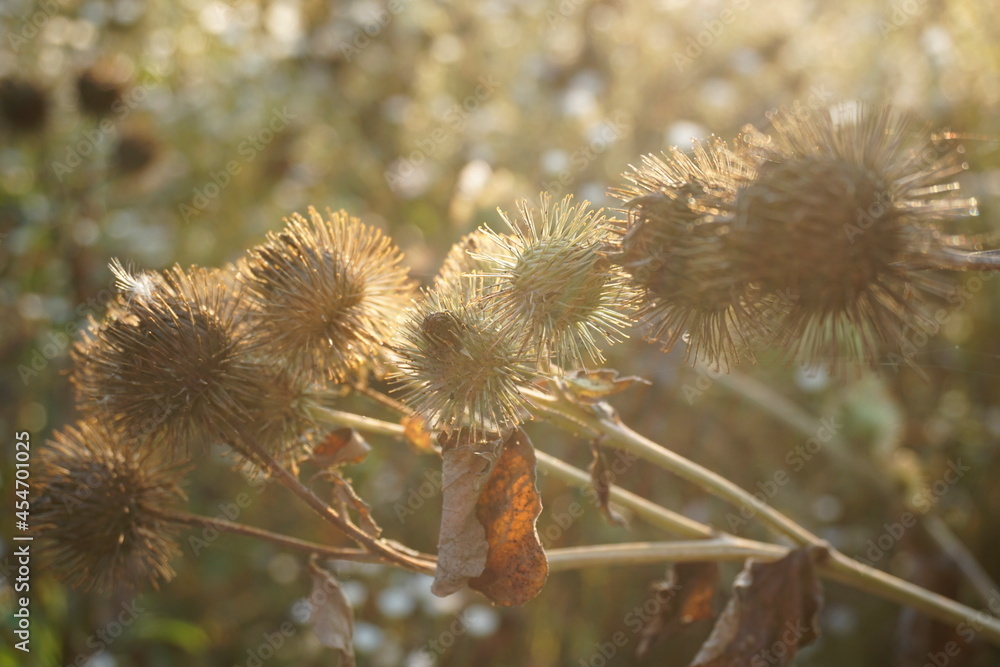 Obraz premium Distel im Sonnenuntergang 