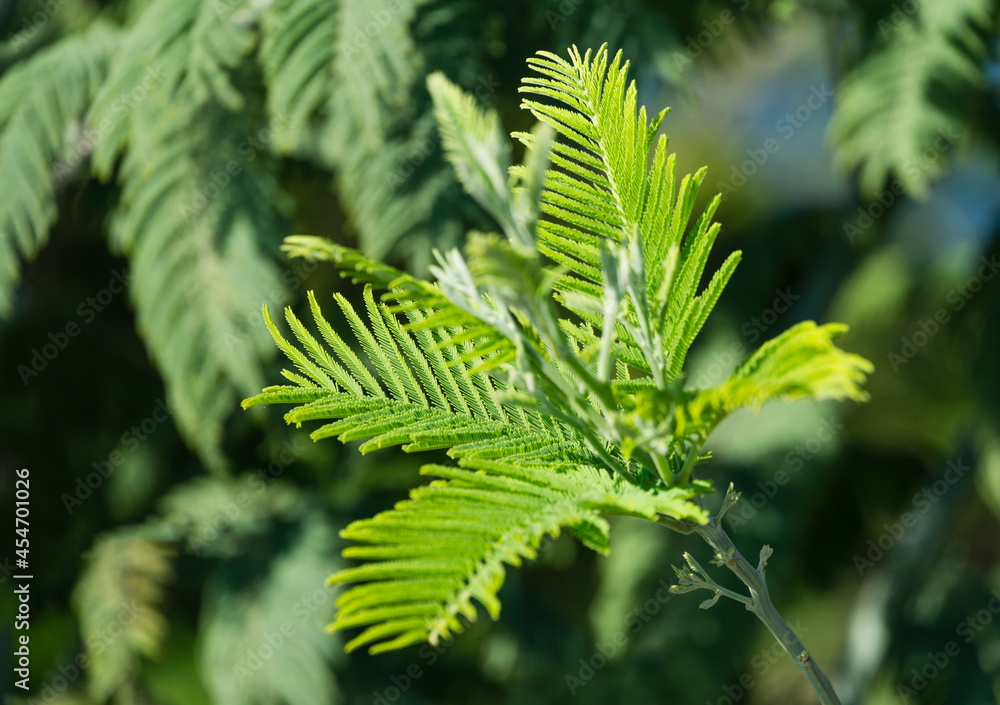New green leaves Acacia dealbata mimosa tree (silver or blue wattle) in Adler Sochi street. Branch of mimosa with graceful young foliage in early spring. Lovely spring background for design.