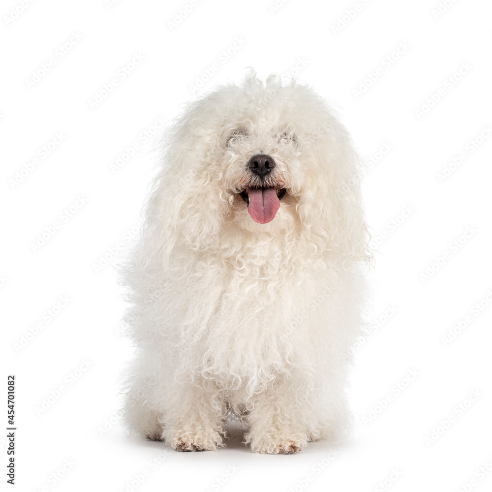 Cute white ball of fluf Bolognese dog, sitting up facing front. Eyes hidden in fur but looking towards camera. Tongue out. Isolated on white background.
