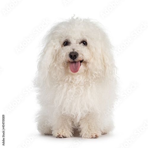 Cute white ball of fluf Bolognese dog, sitting up facing front. Showing eyes and looking towards camera. Tongue out. Isolated on white background. photo