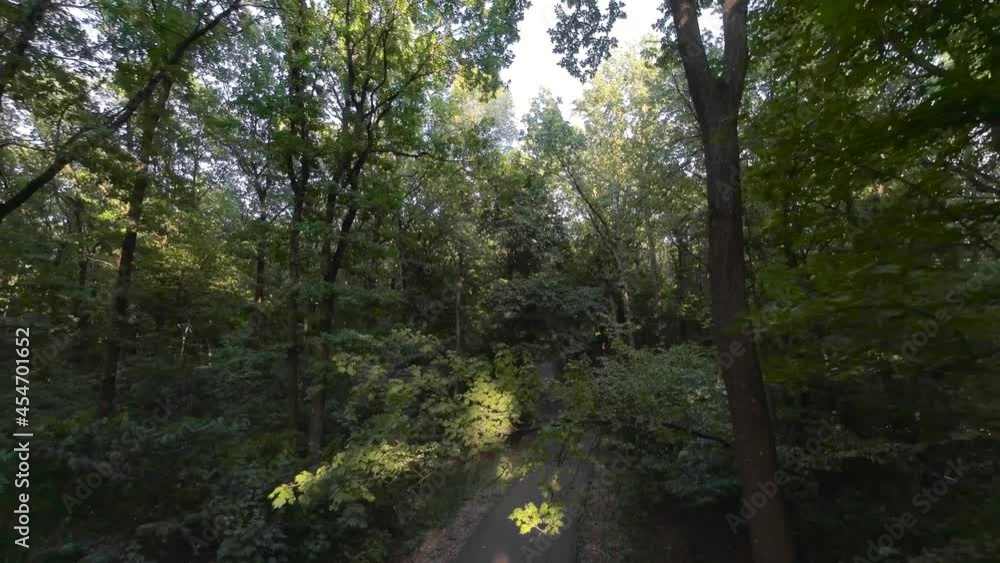 Beautiful summer day in the forest. Smooth flight along the path between tree branches. Magical summer forest Beautiful summer day in the forest. Smooth flight along the path between tree branches. Magical summer forest