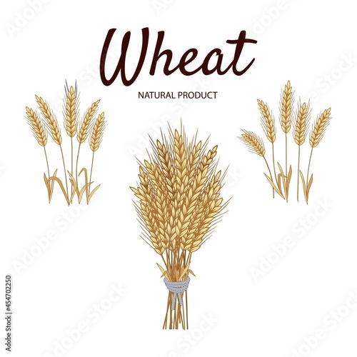 Wheat hand drawn vector illustration on white background