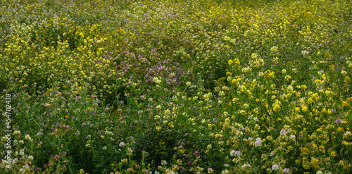Texture with wild flowersat the field in summer evening.