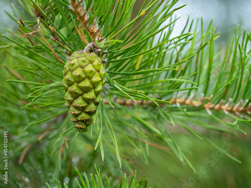 Young pine shoots, green cones and needles, close up.