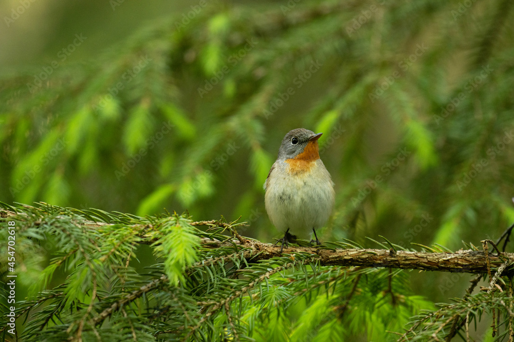 Curious Red-breasted flycatcher, Ficedula parva in a summery forest in Estonian nature. 