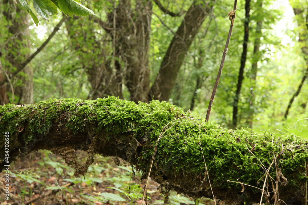 Naklejka premium Mossy forest in late summer, early fall