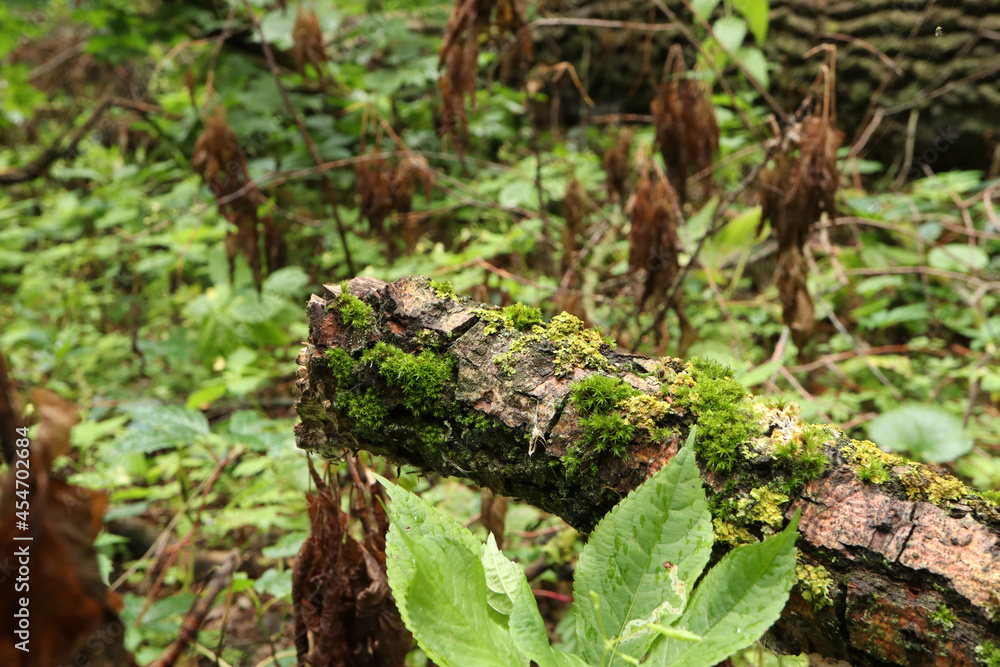 Mossy forest in late summer, early fall Mossy forest in late summer, early fall