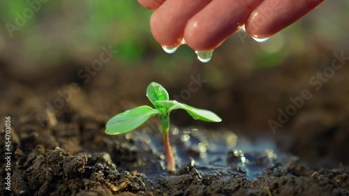 agriculture. farmer hand watering a plant sprout. nature earth agriculture business concept. sprout plant sapling close-up in ground water. drops farmer hand watering plant sprout on a black soil