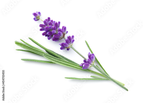Lavender Flower Isolated Over White Background