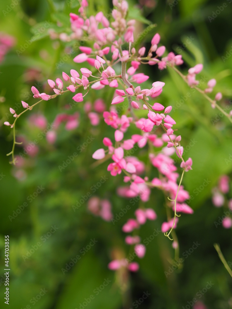 Pink flower small ivy Scientific name Antigonon leptopus Hook, arranged into beautiful bouquets on blurred of nature background Pink flower small ivy Scientific name Antigonon leptopus Hook, arranged into beautiful bouquets on blurred of nature background