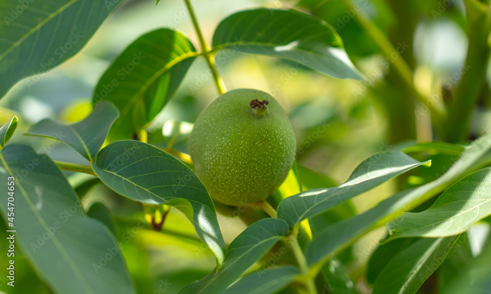 Walnut on tree branches in summer. Walnut on tree branches in summer.