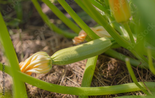 Zucchini grows in the ground in the garden.