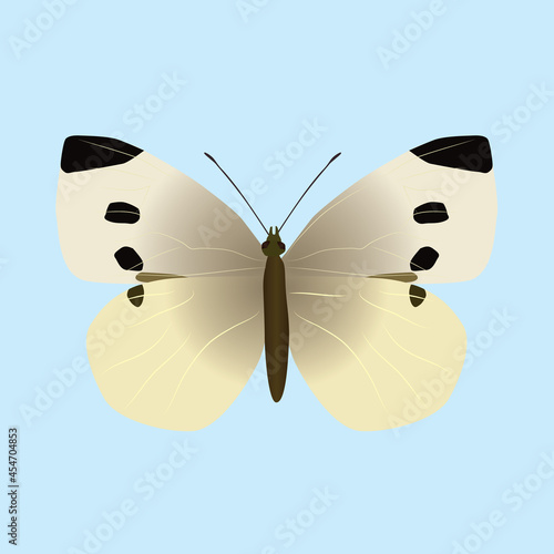 Print

Pieris rapae or small white butterfly. The insect is cut out on a blue background

