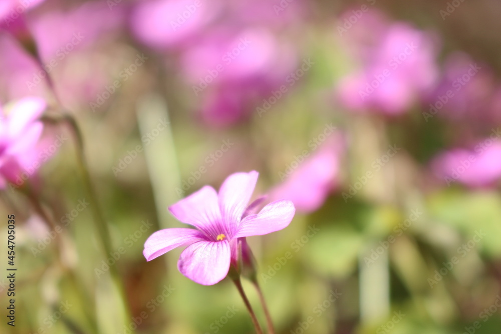 Fototapeta premium 色とりどりの花 日本の四季