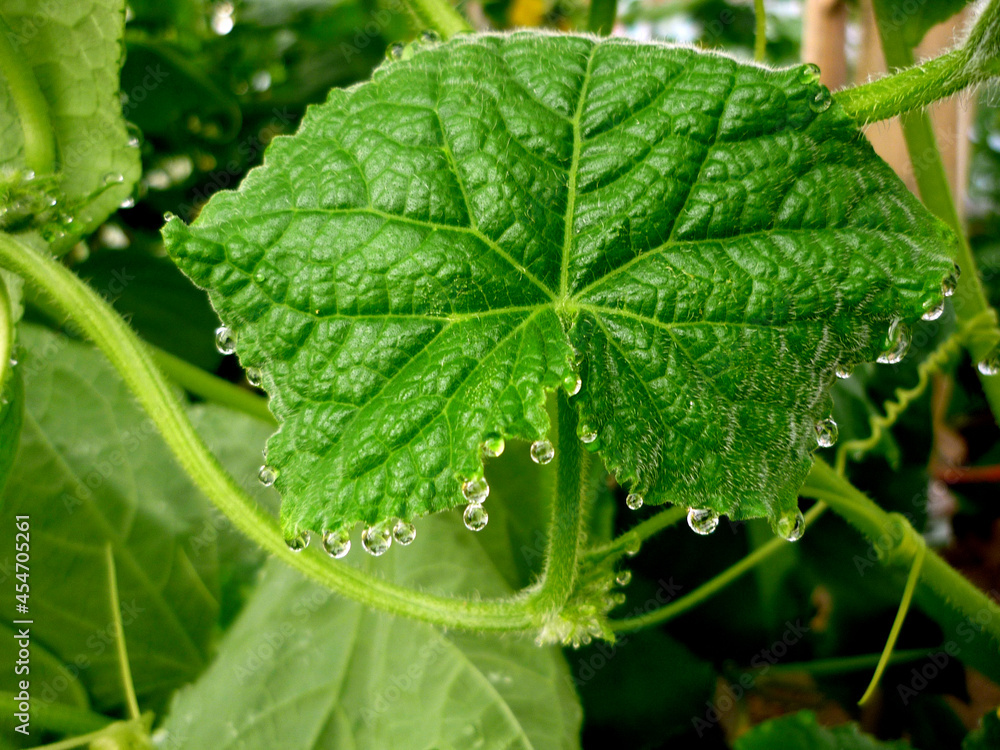 vegetables and fruits grown in your garden, red currants, cucumbers and strawberries, snail and strawberries, crop pest control, grow vegetables and fruits for yourself or for sale, green fruit plants vegetables and fruits grown in your garden, red currants, cucumbers and strawberries, snail and strawberries, crop pest control, grow vegetables and fruits for yourself or for sale, green fruit plants