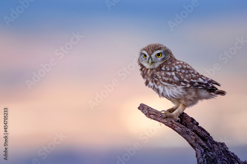 Little owl. Colorful sunset nature background. Athene noctua.  