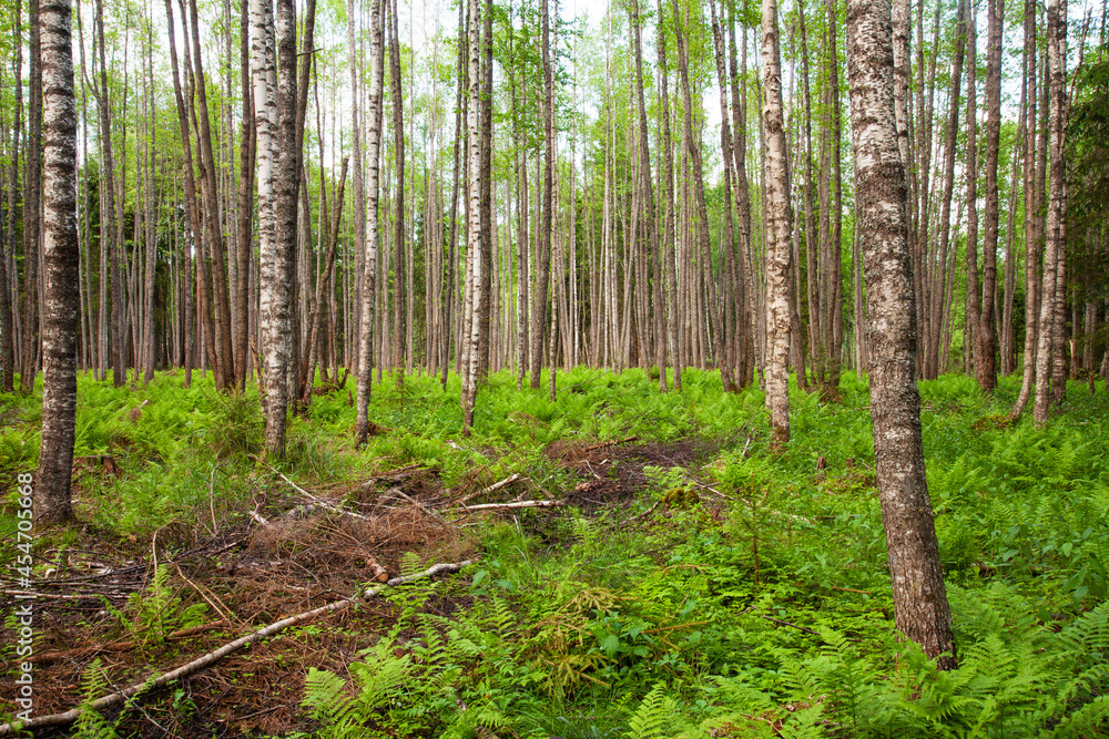 Obraz premium A view to freshly thinned softwood forest in Estonia, Northern Europe. 